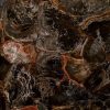 Round Petrified Wood Black Precious Stone