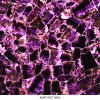 Amethyst Wild precious stone slab