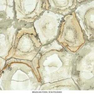 Brazilian Fossil quartzite slab