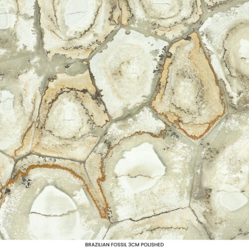 Brazilian Fossil quartzite slab